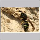 E-Odynerus spinipes w21 beim Schornsteinbau.jpg